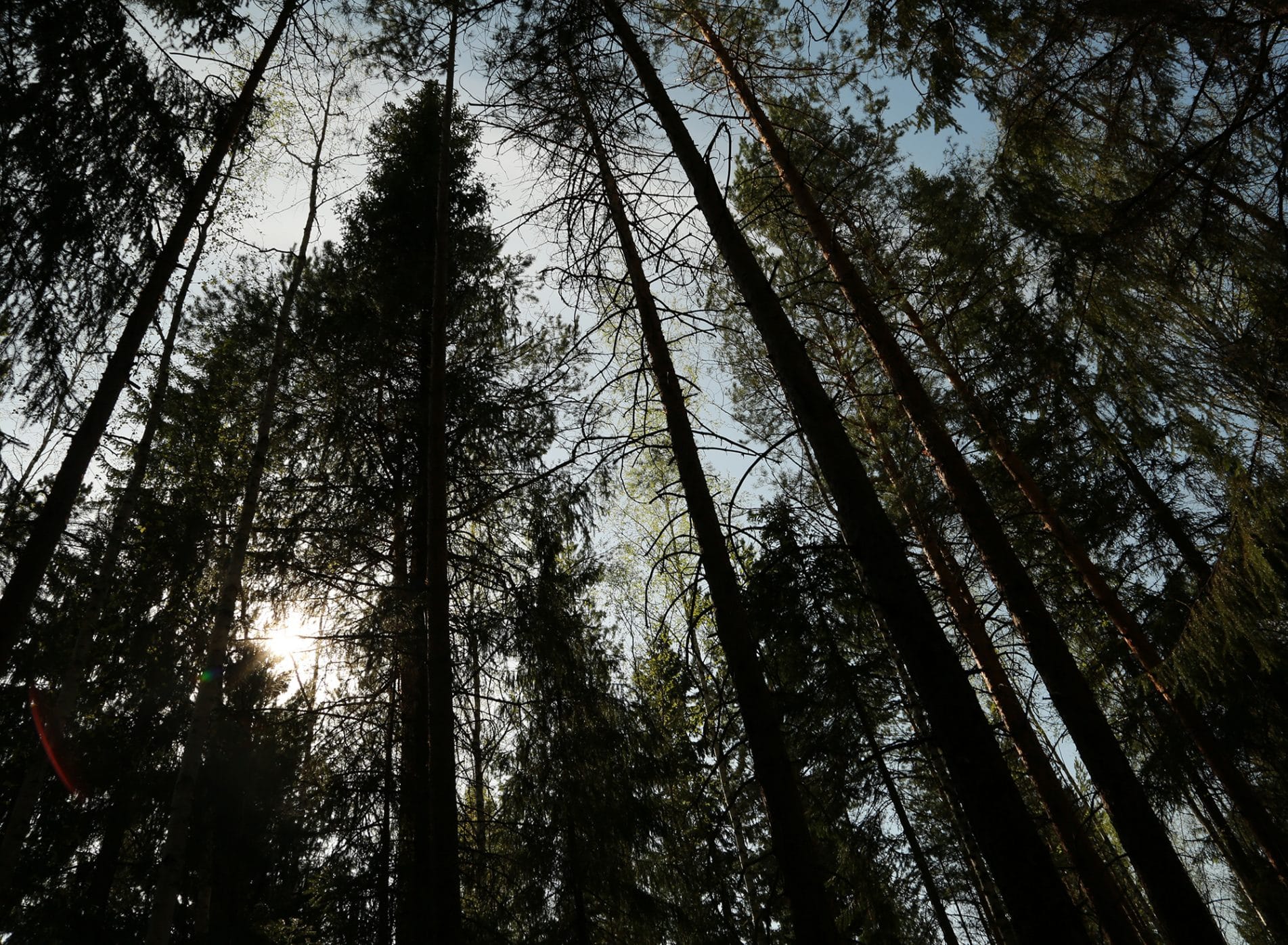 The tall trees of the woodland at the European Village