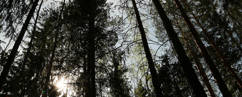 Trees in the Woodland park at European Village in Ekaterinburg