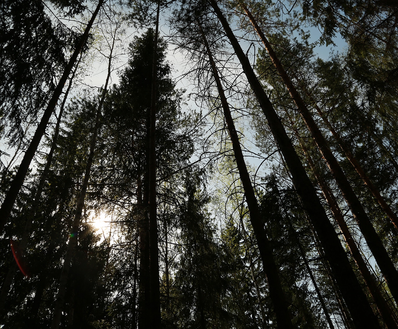 Trees in the Woodland park at European Village in Ekaterinburg