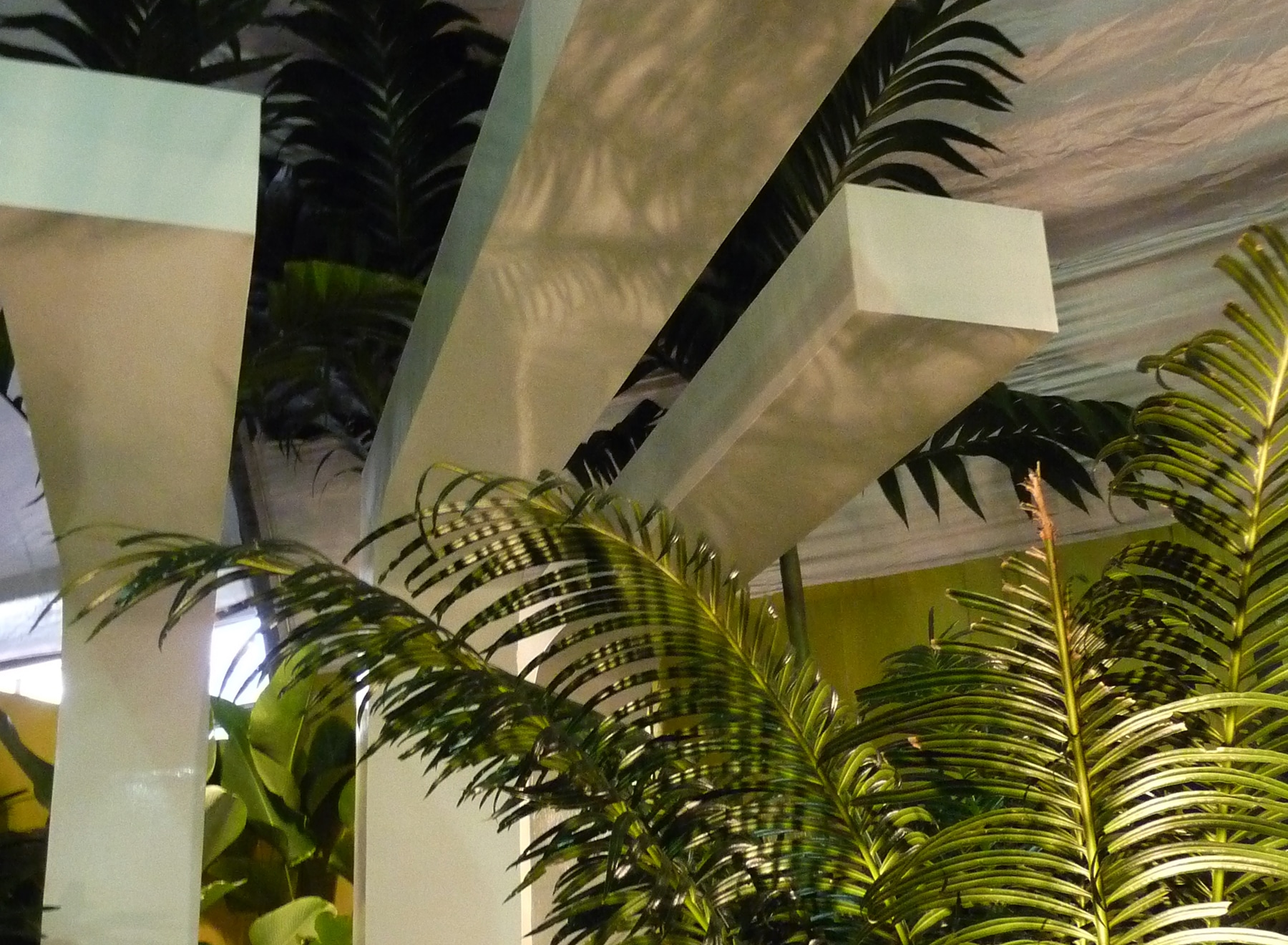 Looking up through tropical leaves to the pergola
