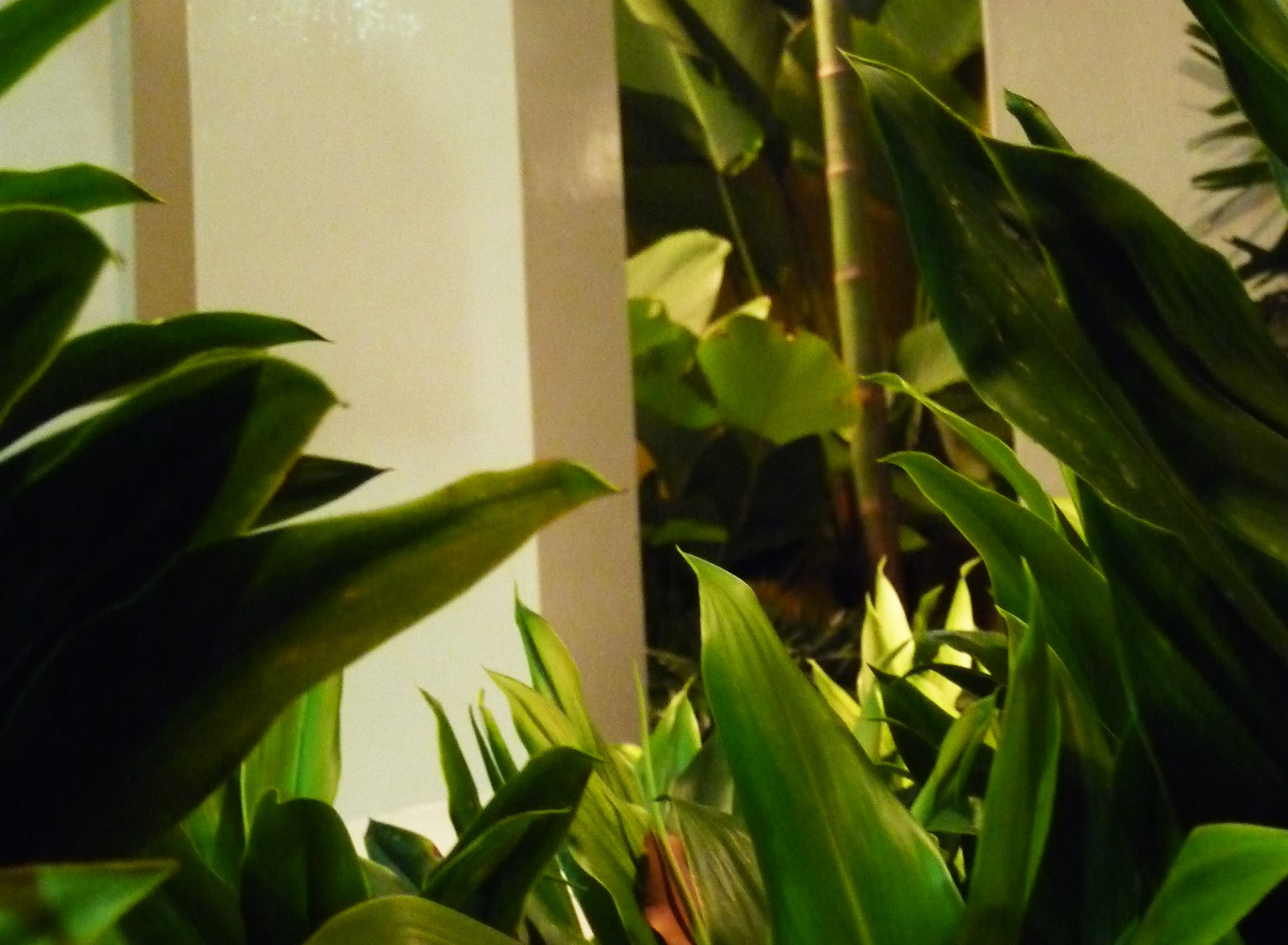 A view through the planting towards the pergola