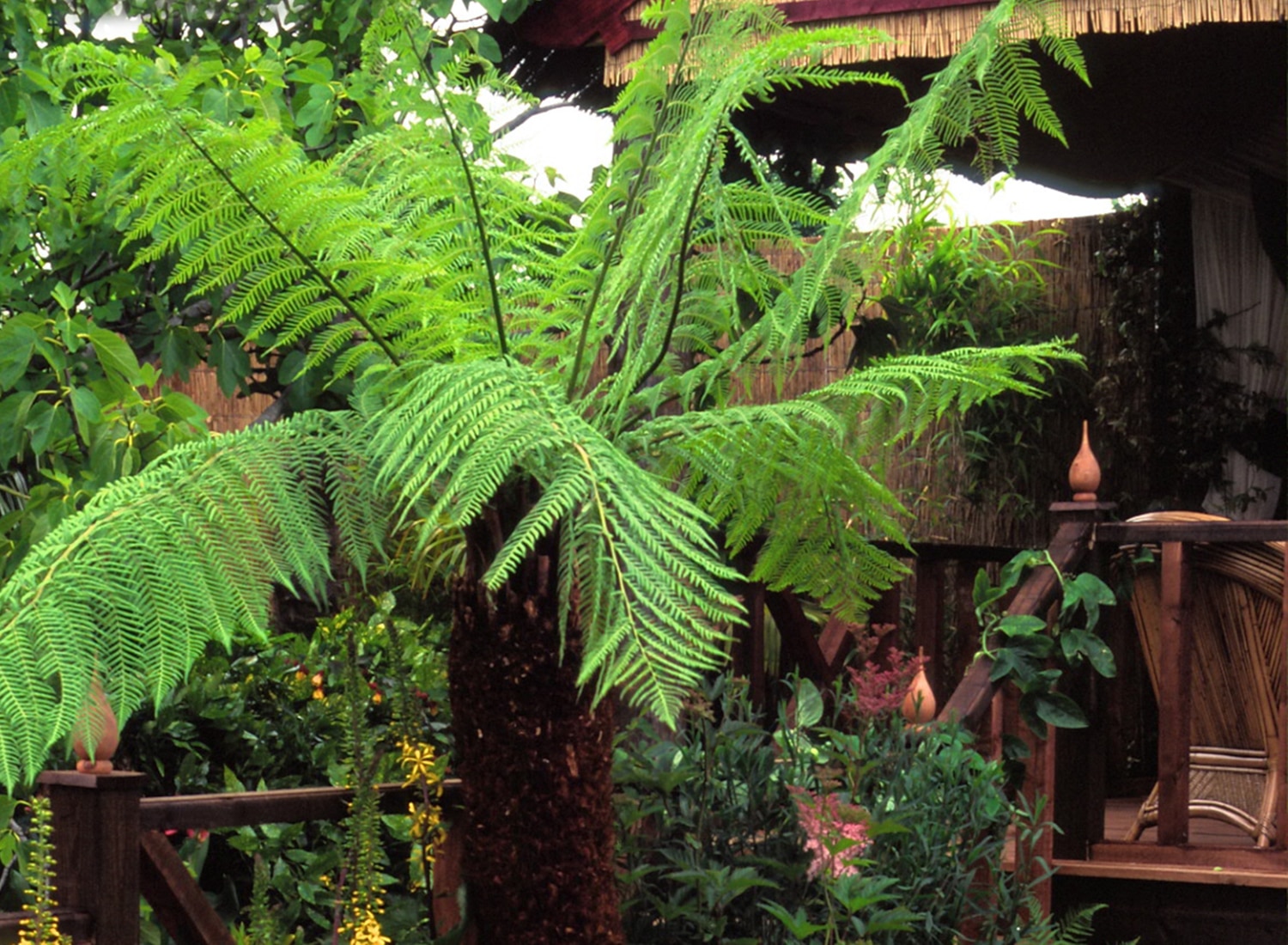 Australian fern in the garden at RHS Hampton Court Flower Show 1998