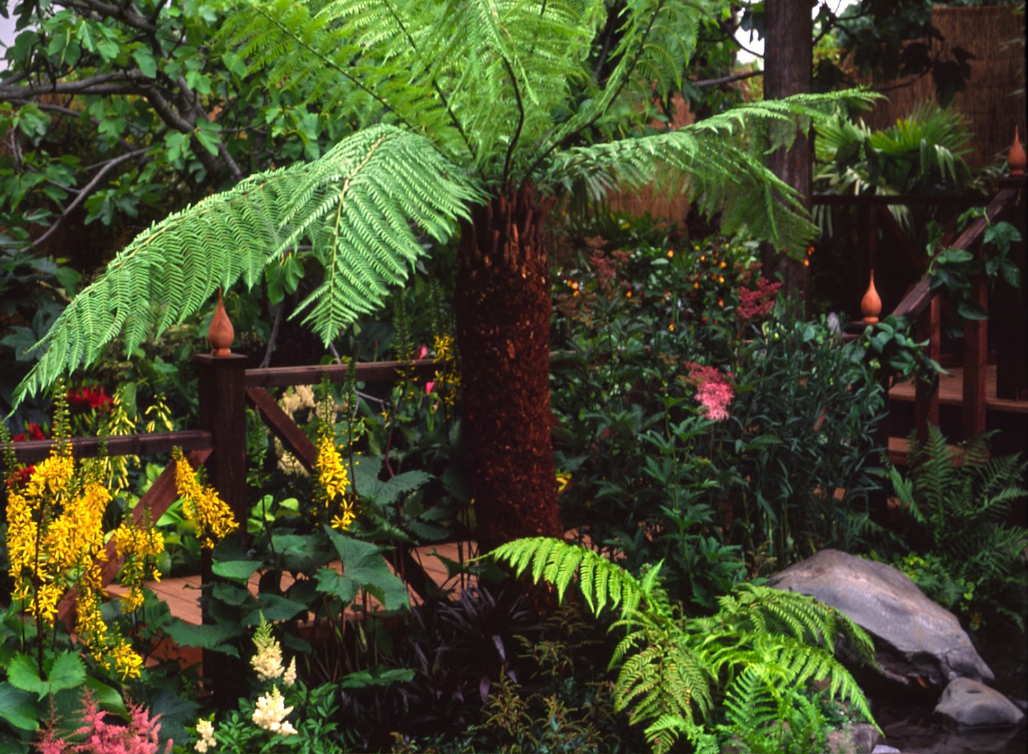 Australian fern surrounded by tropical flowers in the garden at RHS Hampton Court Flower Show 1998