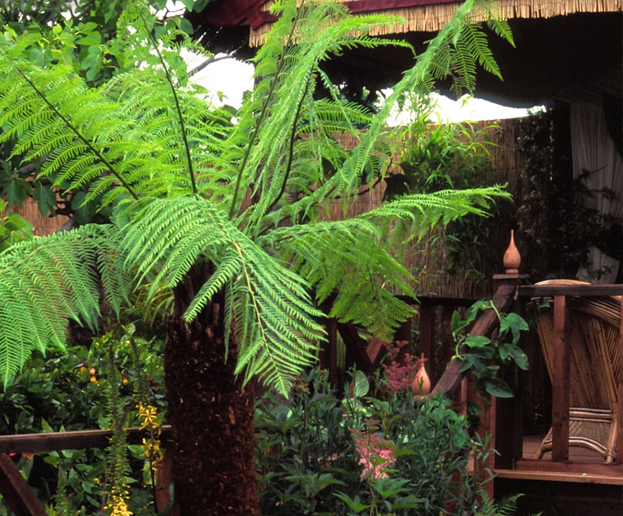 An Australian Tree Fern in the Hampton Court Palace Flower Show Garden 1998