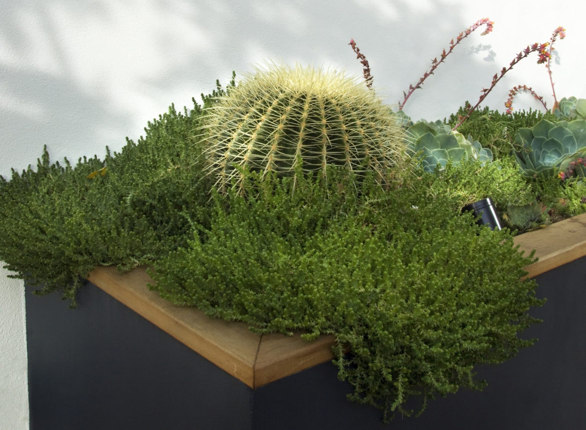 Cactus and green plants in the Chimney Roof Garden