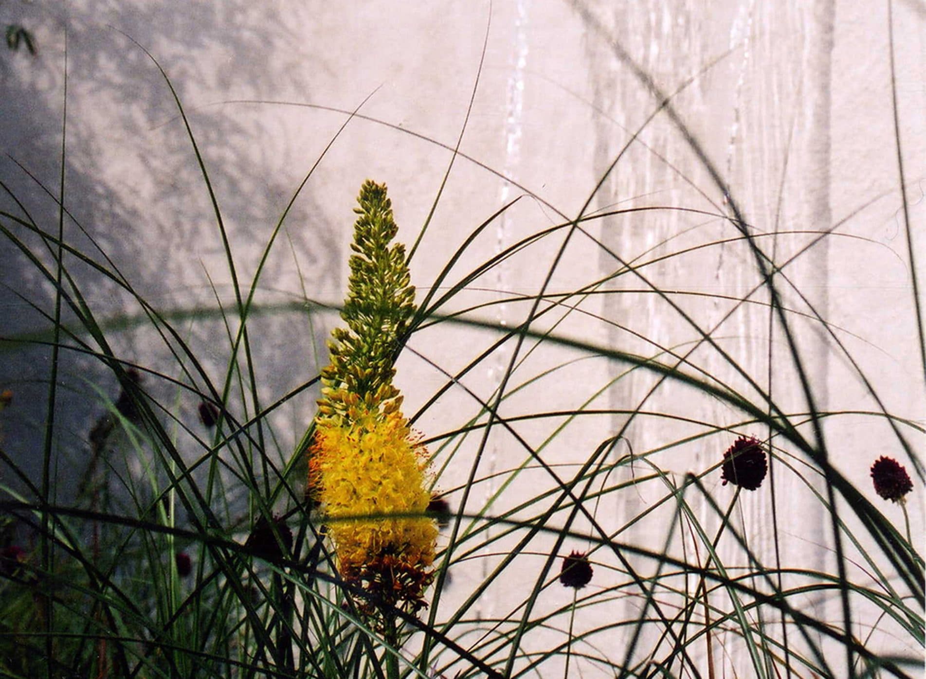 Close view of grasses with yellow flower in the Family Town Garden
