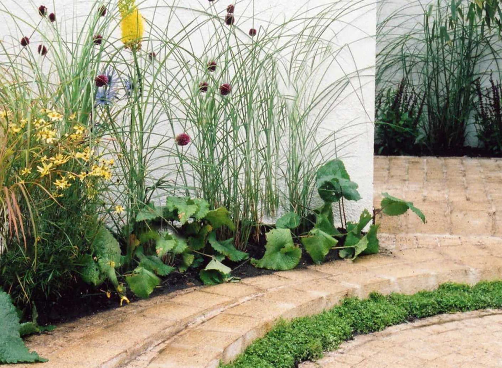 The colours of the planting highlighted against a white wall in the Family Town Garden