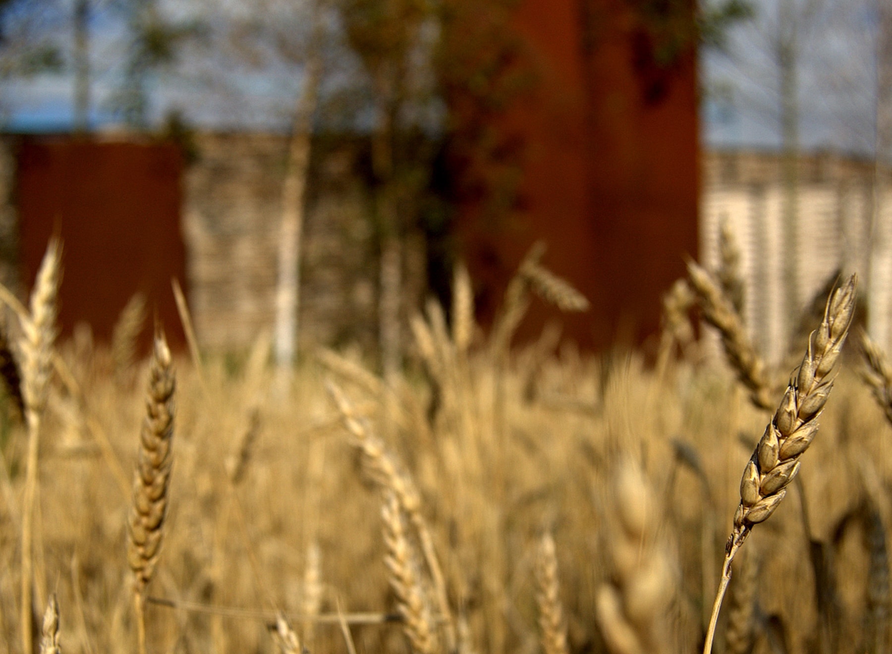 Close up of ears of wheat in the 'Urban Greening' garden
