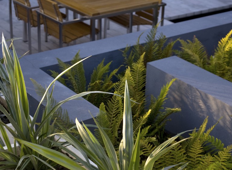 The straight lines of an architectural planter with ferns - Modern Japanese Garden