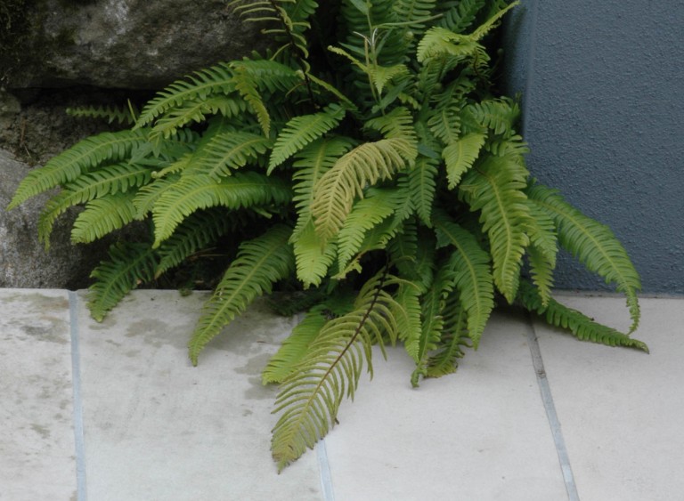 Close up of a fern in the Modern Japanese Garden