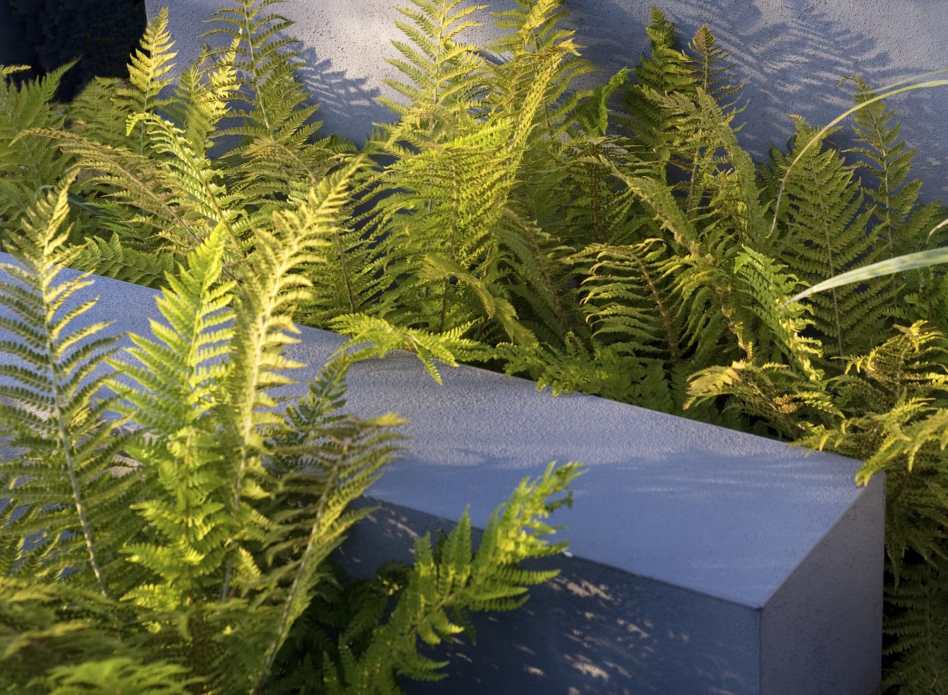 Contrast of the soft fronds of fern against the architectural planter
