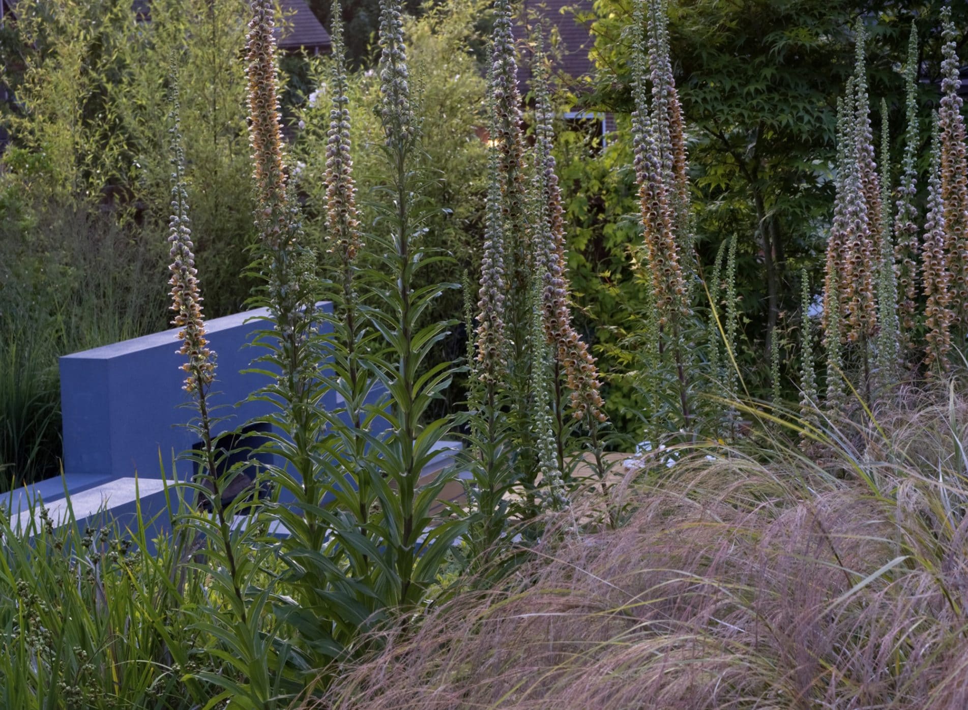 Grasses and hostas in the Modern Japanese Garden
