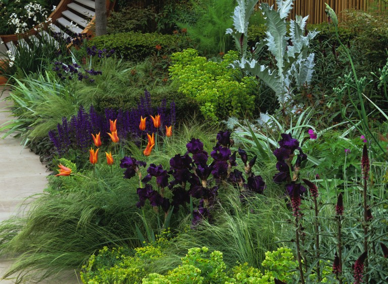 Purple irises and orange tulips - RHS Chelsea Flower Show 2006