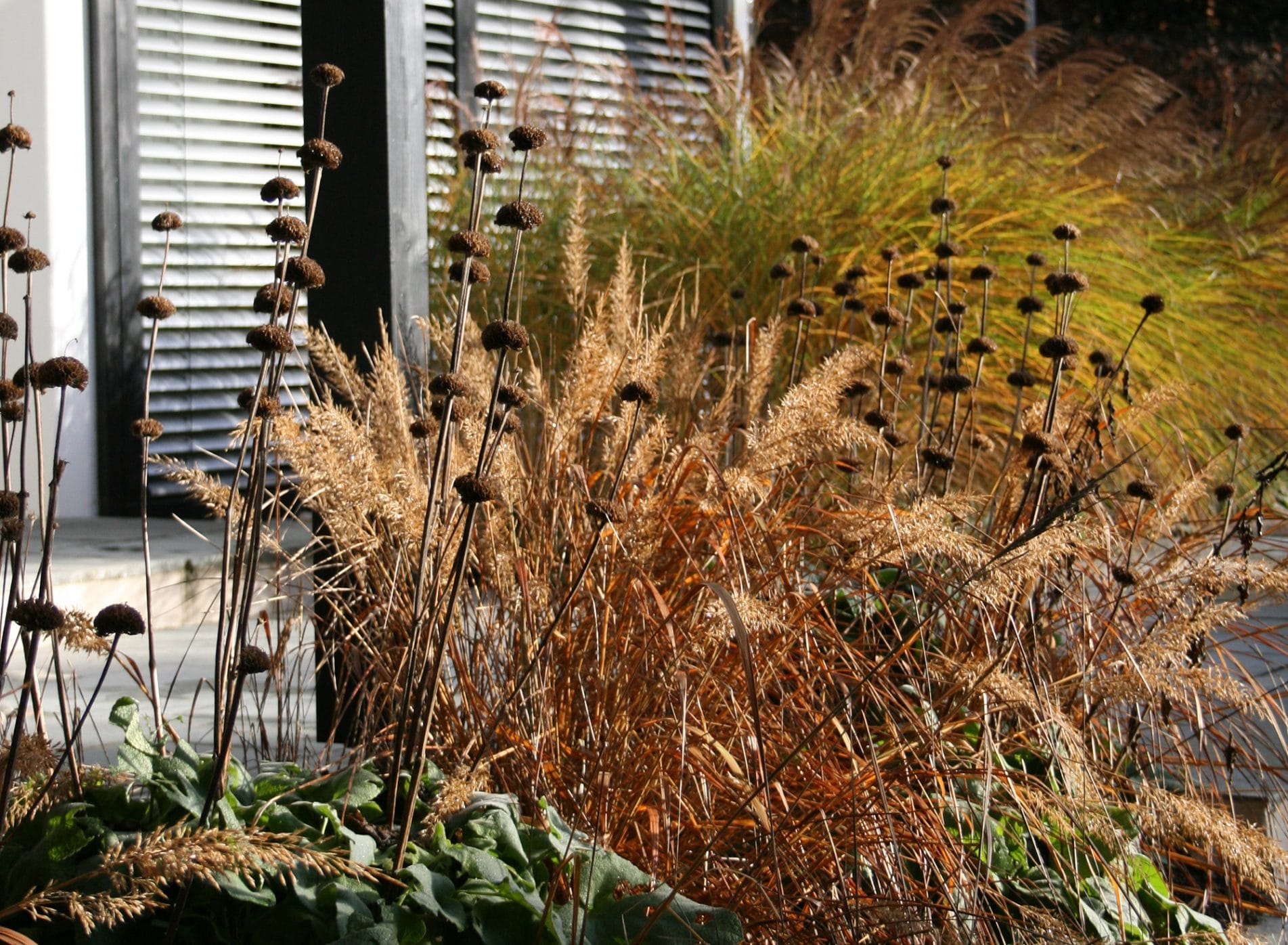 Grasses in a border at the Black Huf House