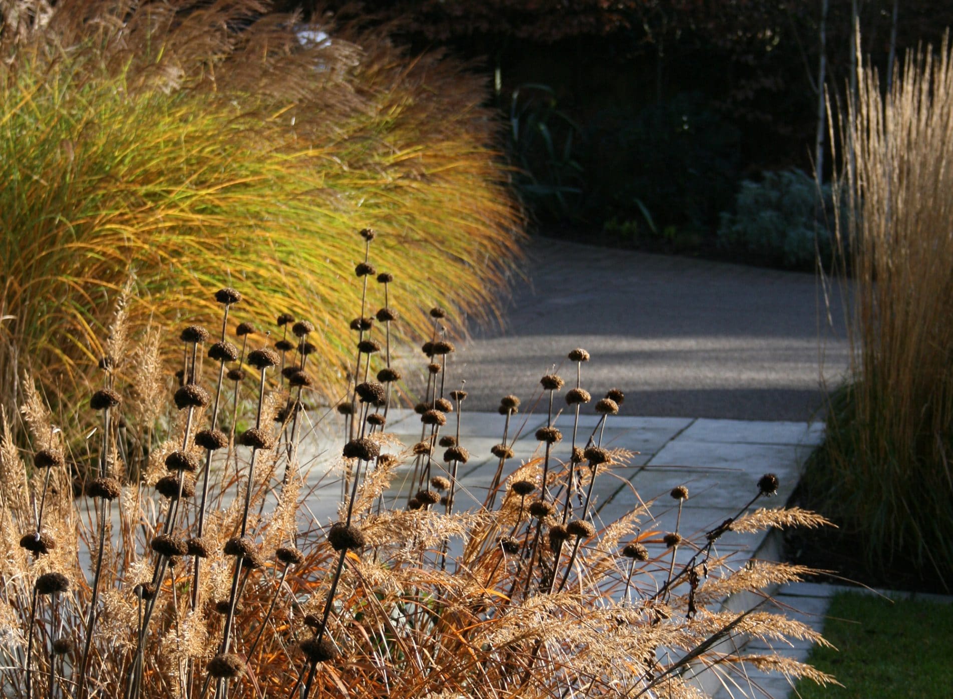 Grasses and a path in the Black Huf House garden
