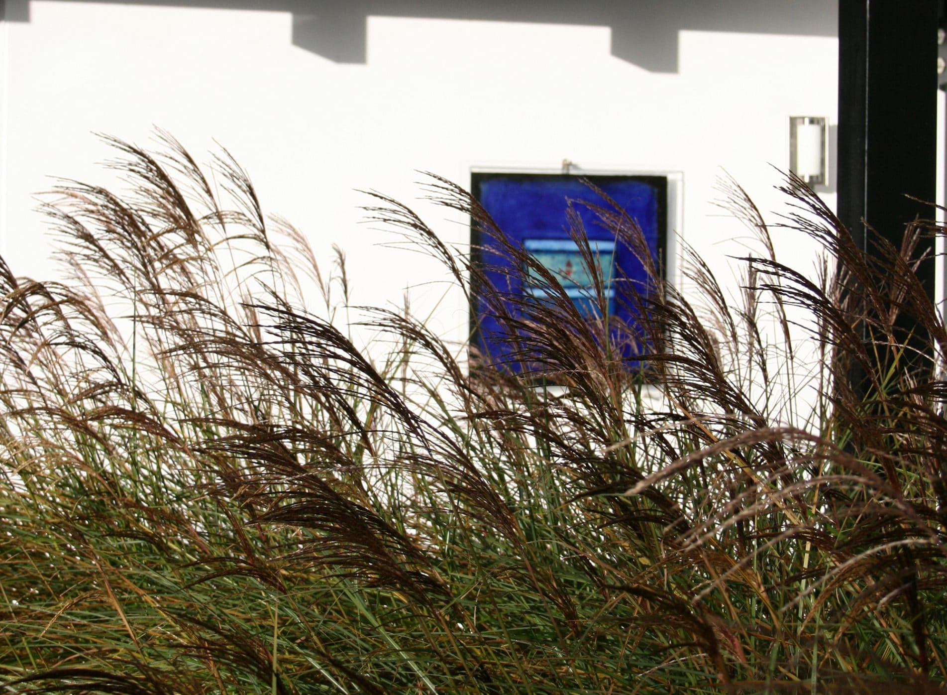 Grass fronds at the Black Huf House