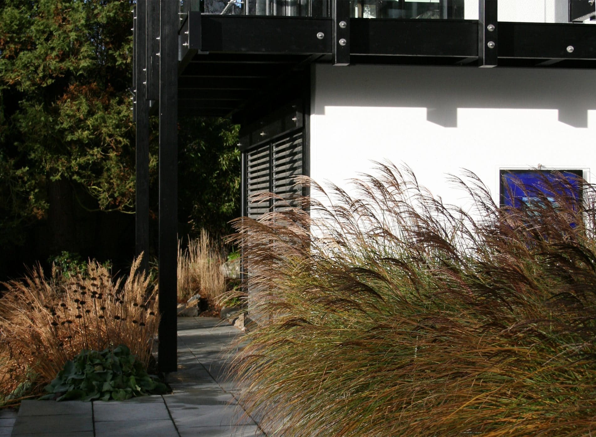 Grasses by the Black Huf House
