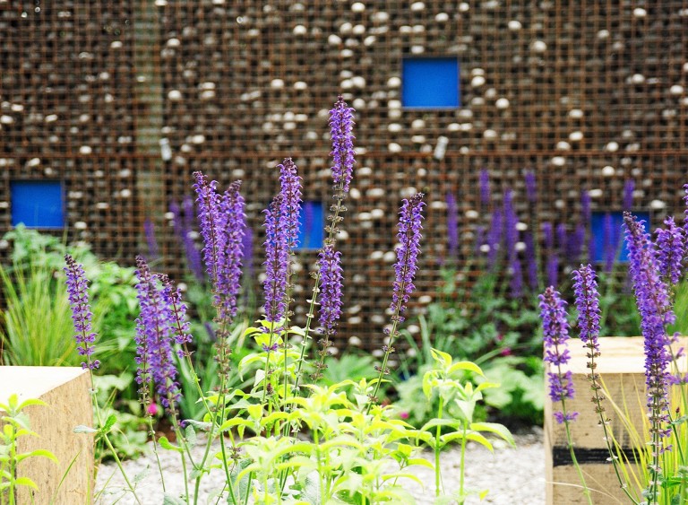 Westonbirt 'Situation' garden - purple flowers against the architectural wall