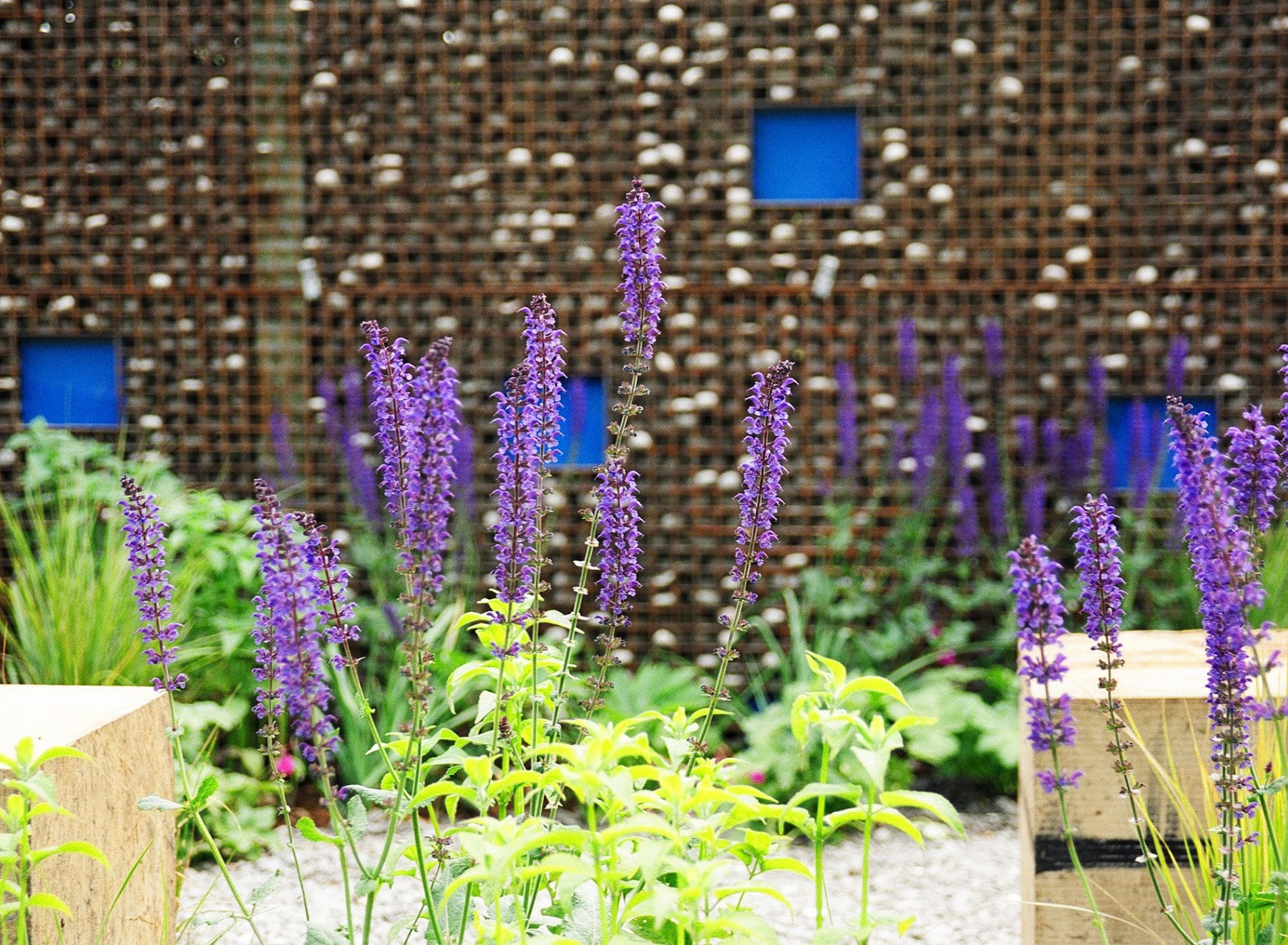 Westonbirt 'Situation' garden - purple flowers against the architectural wall