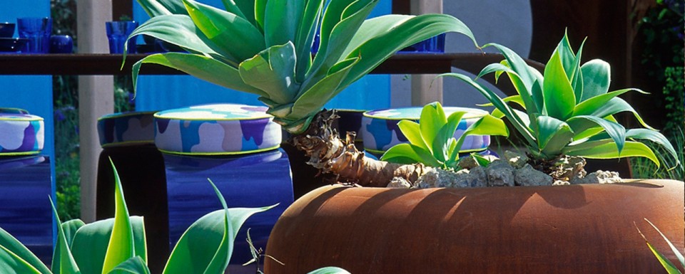 Modern Plant Pot Featuring Exotic Plant