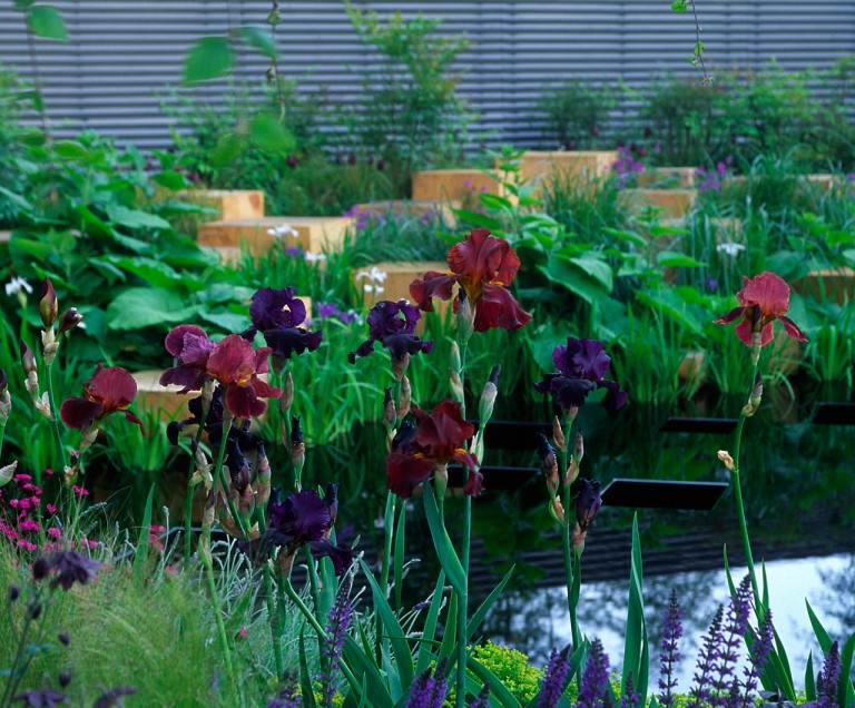 2005 RHS Chelsea Flower Show - gold medal winning garden with purple planting and cubes