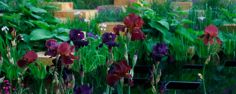 2005 RHS Chelsea Flower Show - gold medal winning garden with purple planting and cubes