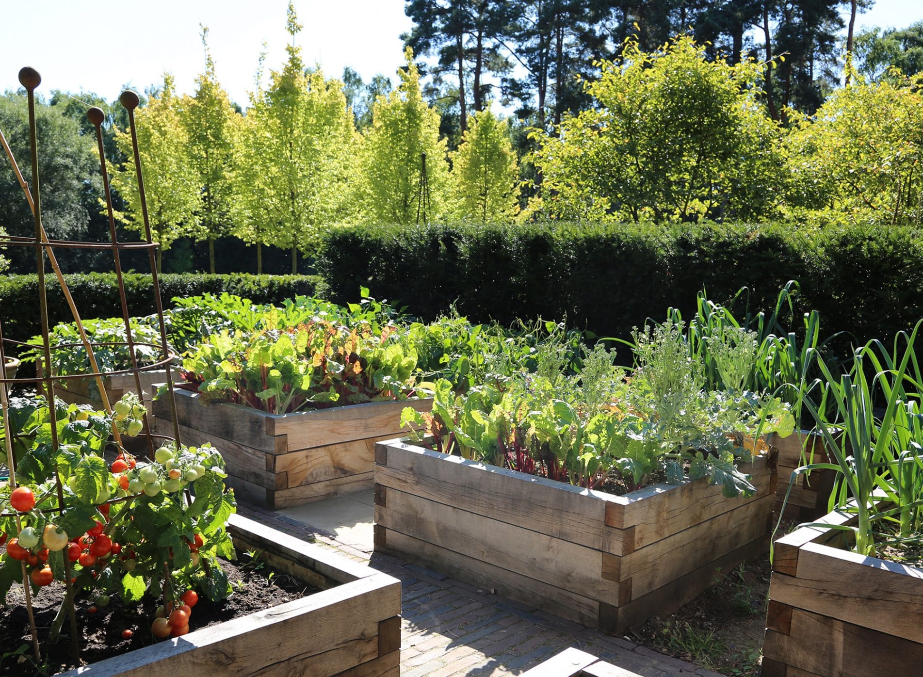 Raised vegetable garden with tomatoes and chard