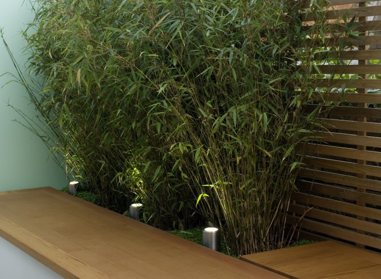 Bamboo planting by the fence and seating area