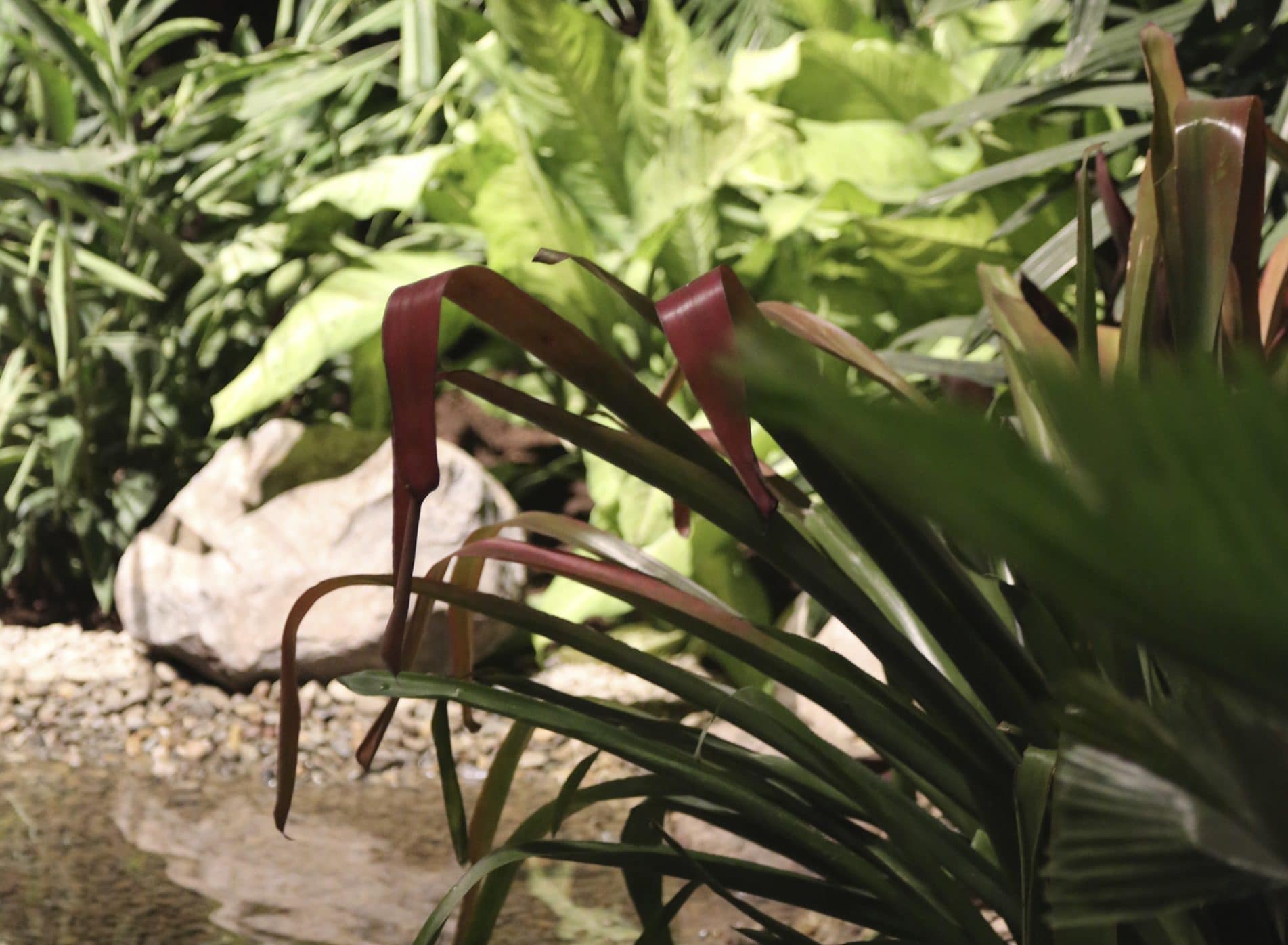Detail of planting at Philadelphia Flower Show 2014