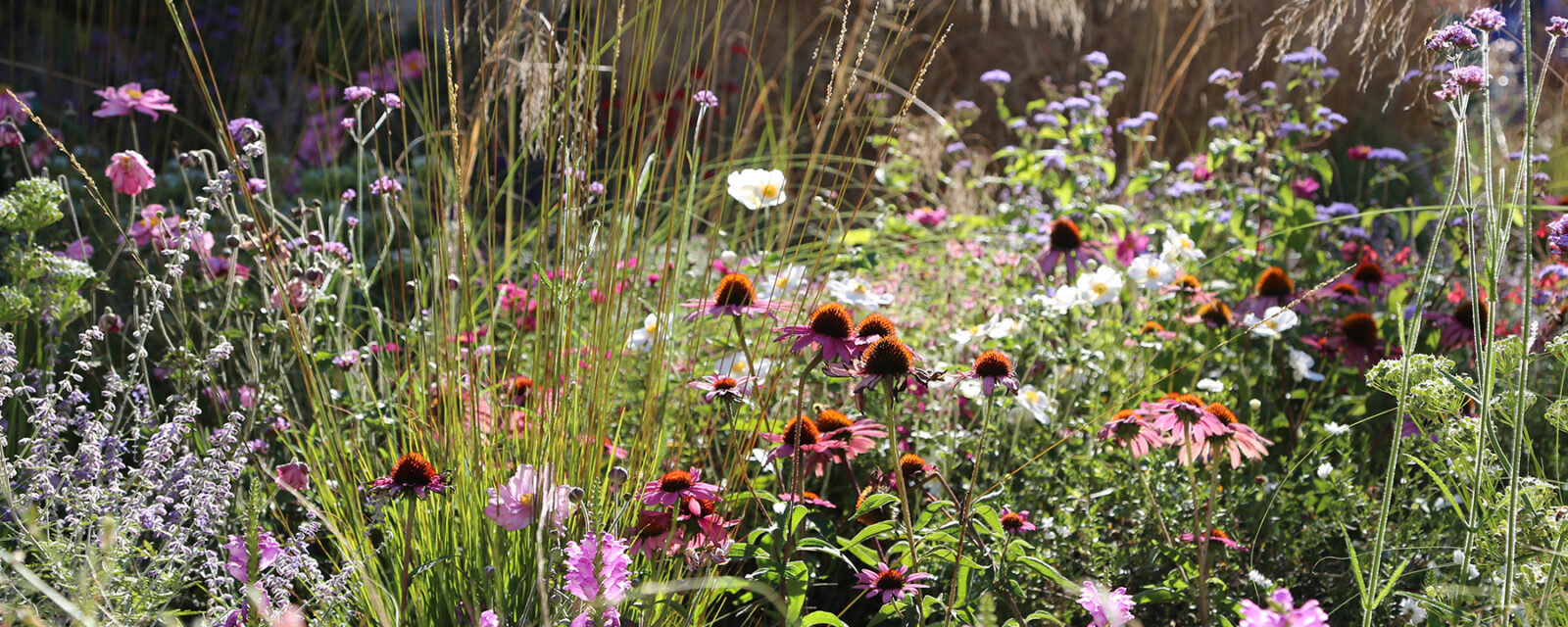 Beautiful pink wildflower planting in Piazza Vechia