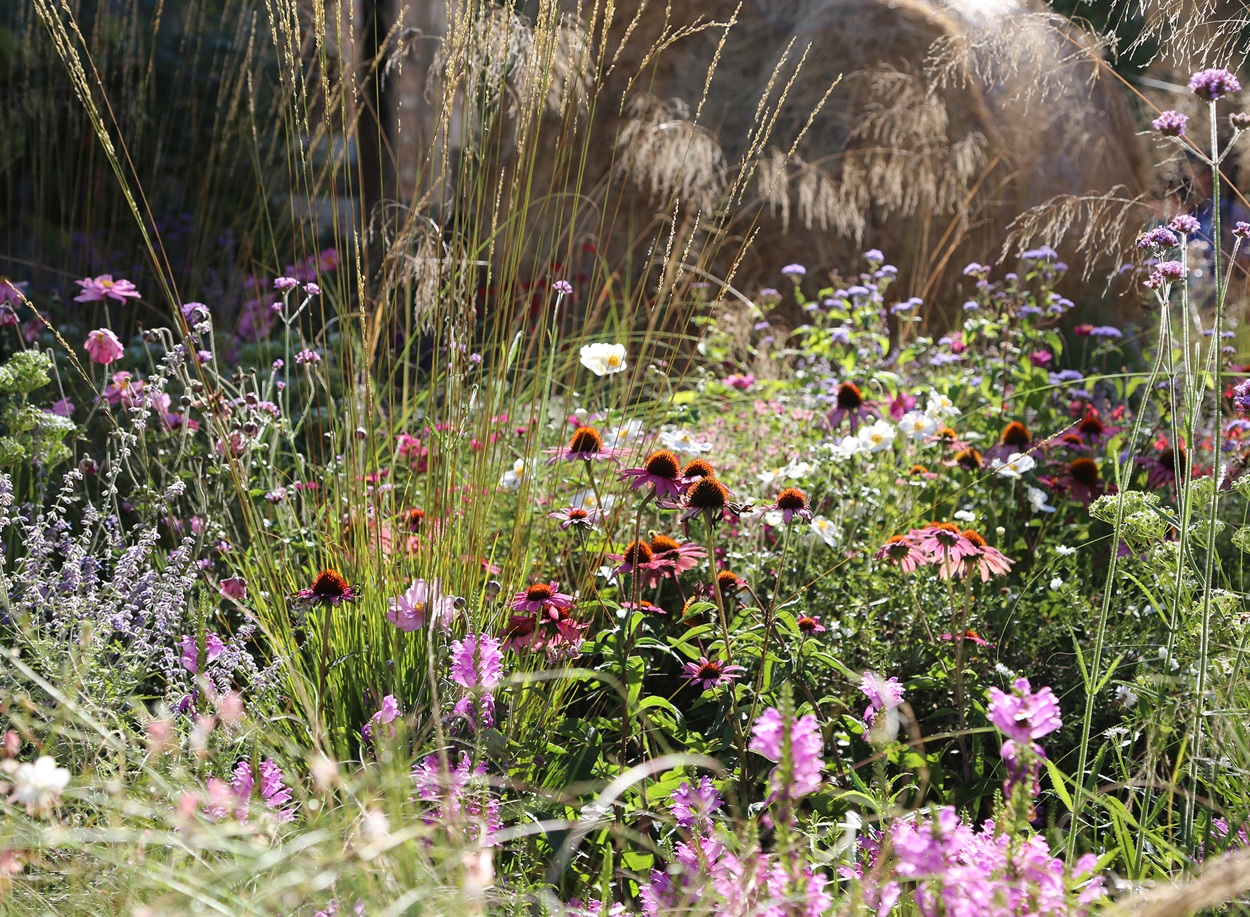 Beautiful pink wildflower planting in Piazza Vechia