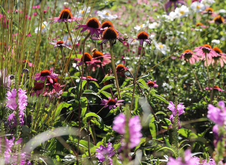 Close up of pink wildflowers