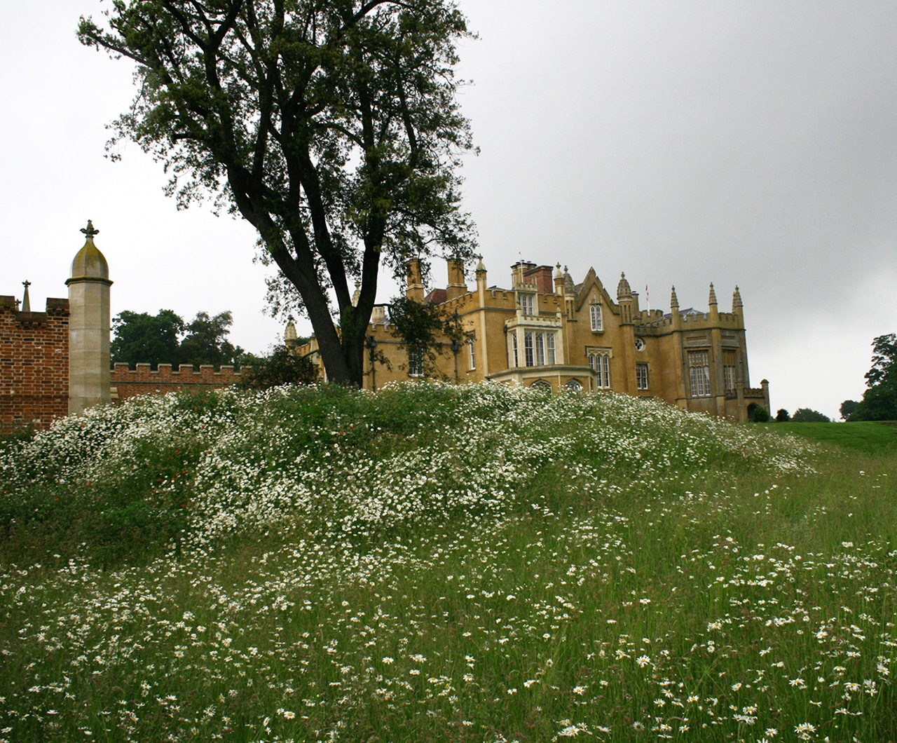 Wildflower slope looking up towards Crowe Hall
