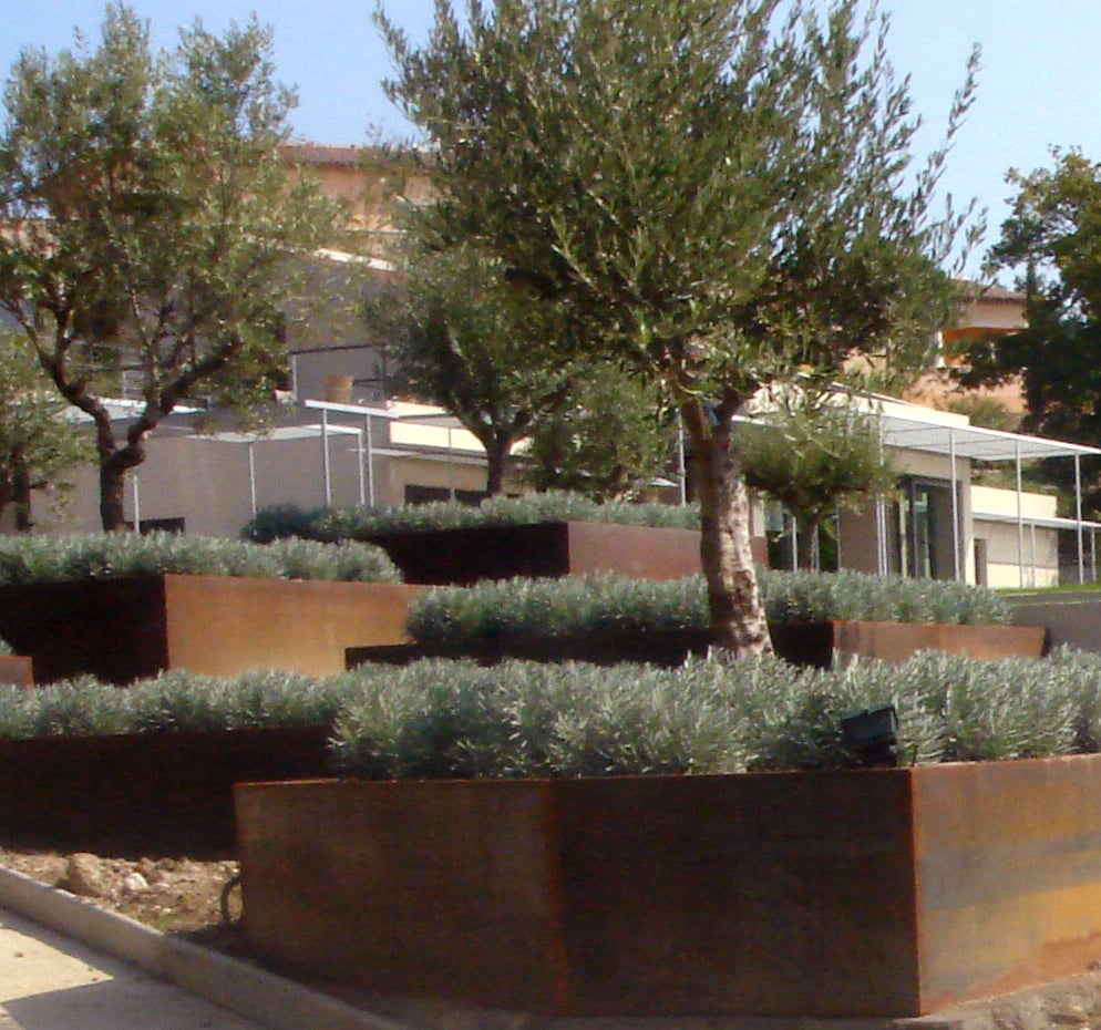 Traditional Mediterranean olive trees and lavender inside steel planters