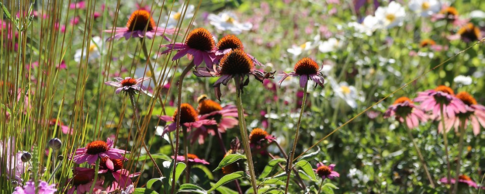 Pink and white wildflower planting