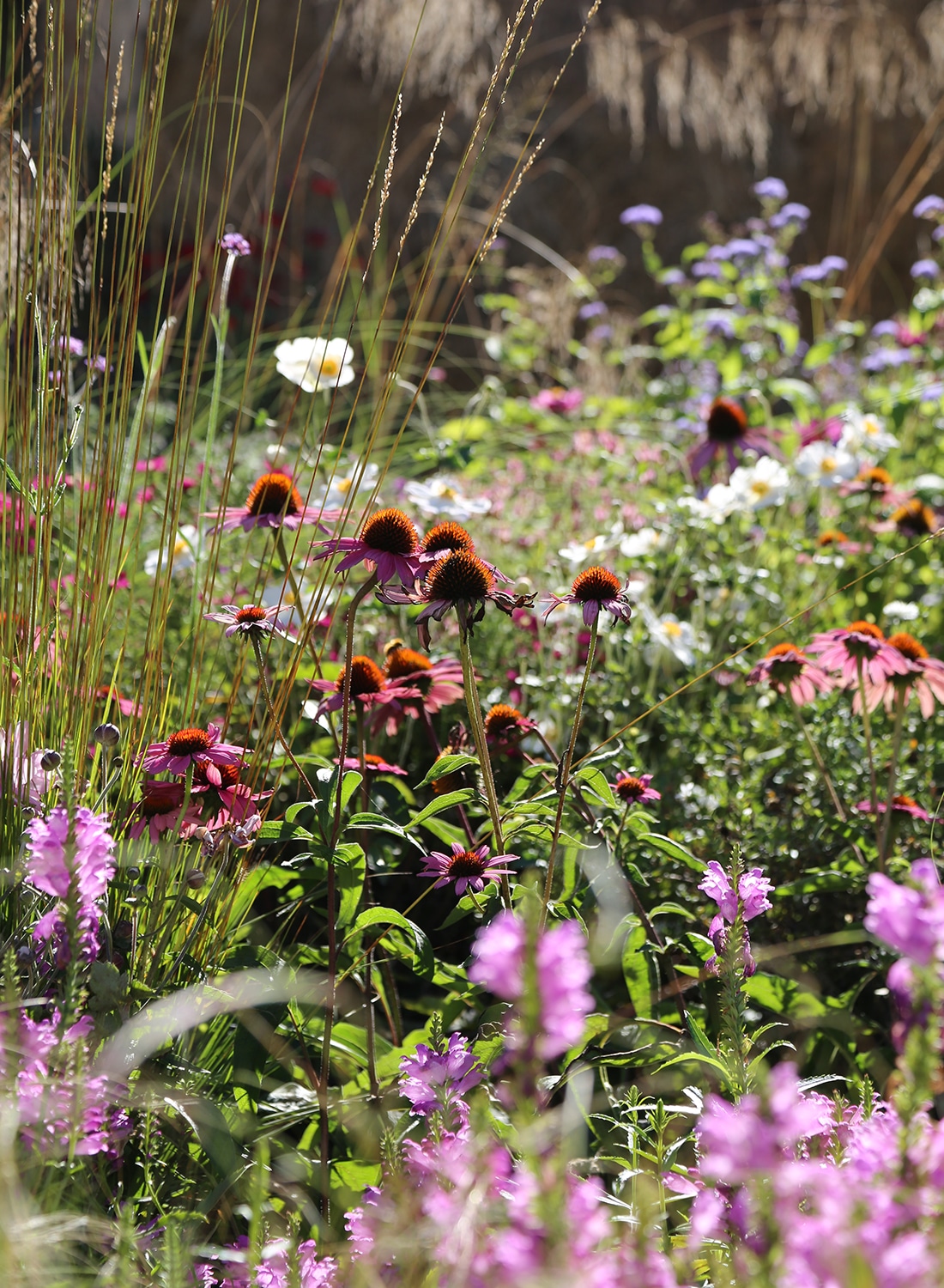 Pink and white wildflower planting