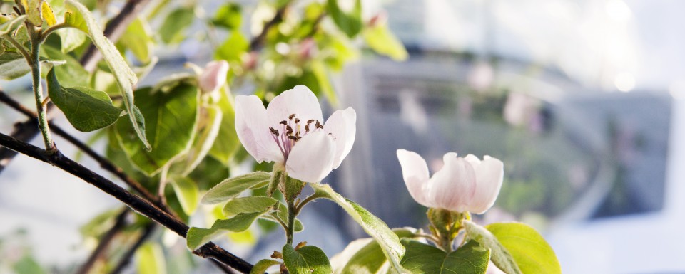 Close Up Picture Of Pink Flowers In Tree With Blurred Out Background