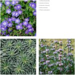 Three Pictures Of Plants And A List OF Plant Names. Colours Of Greens And Purples