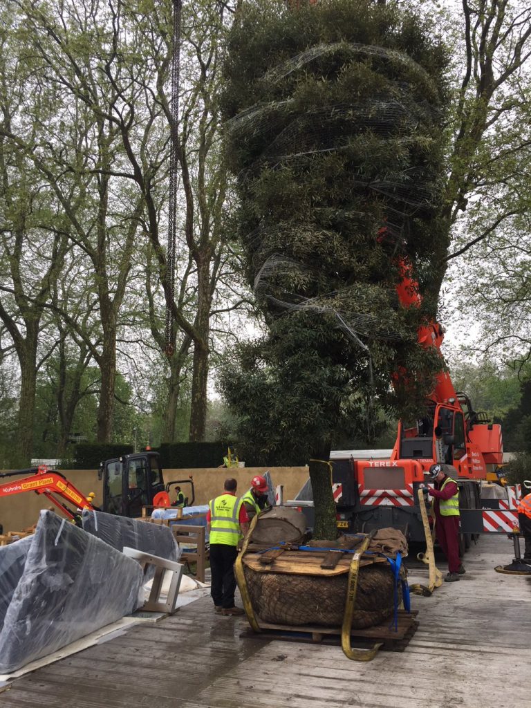 large tree going in