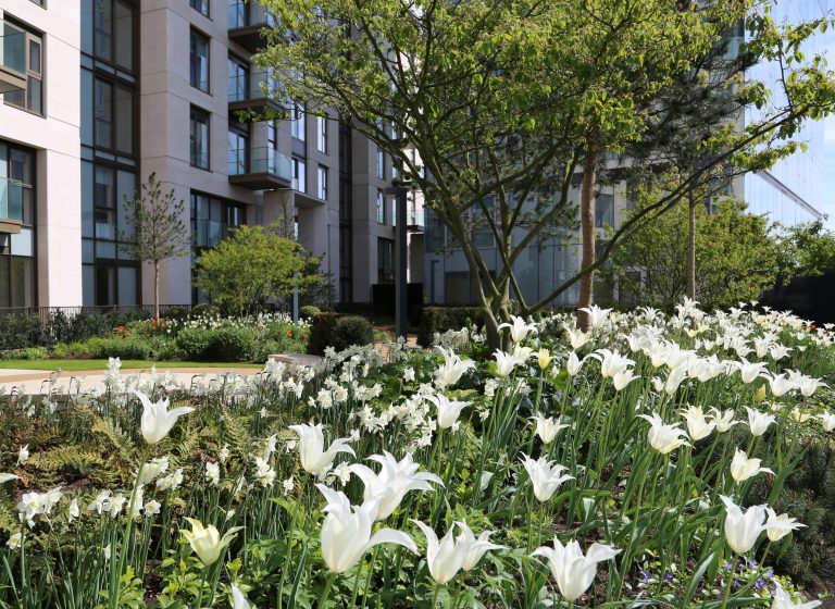 Lillie Square Residential Development In London Featuring Garden Bed Of White Flowers