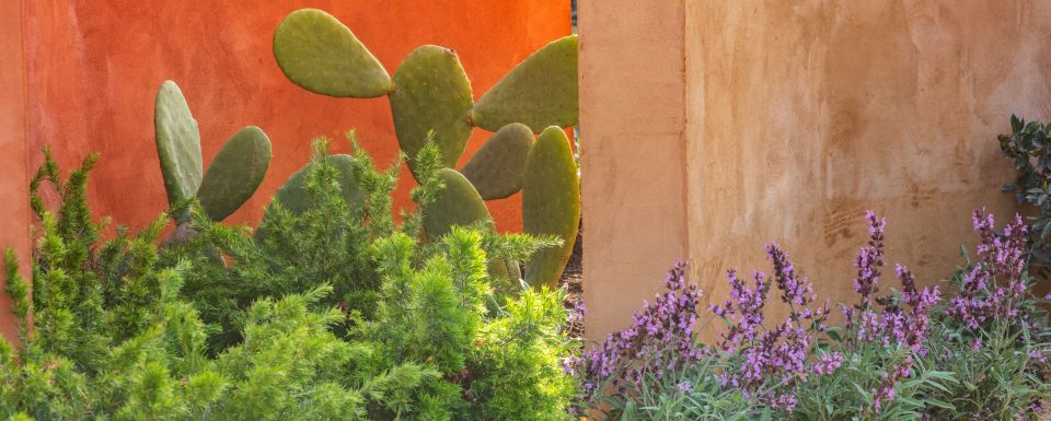 Radicepura Garden Festival 2019 cacti and plants contrasting against the striking orange wall