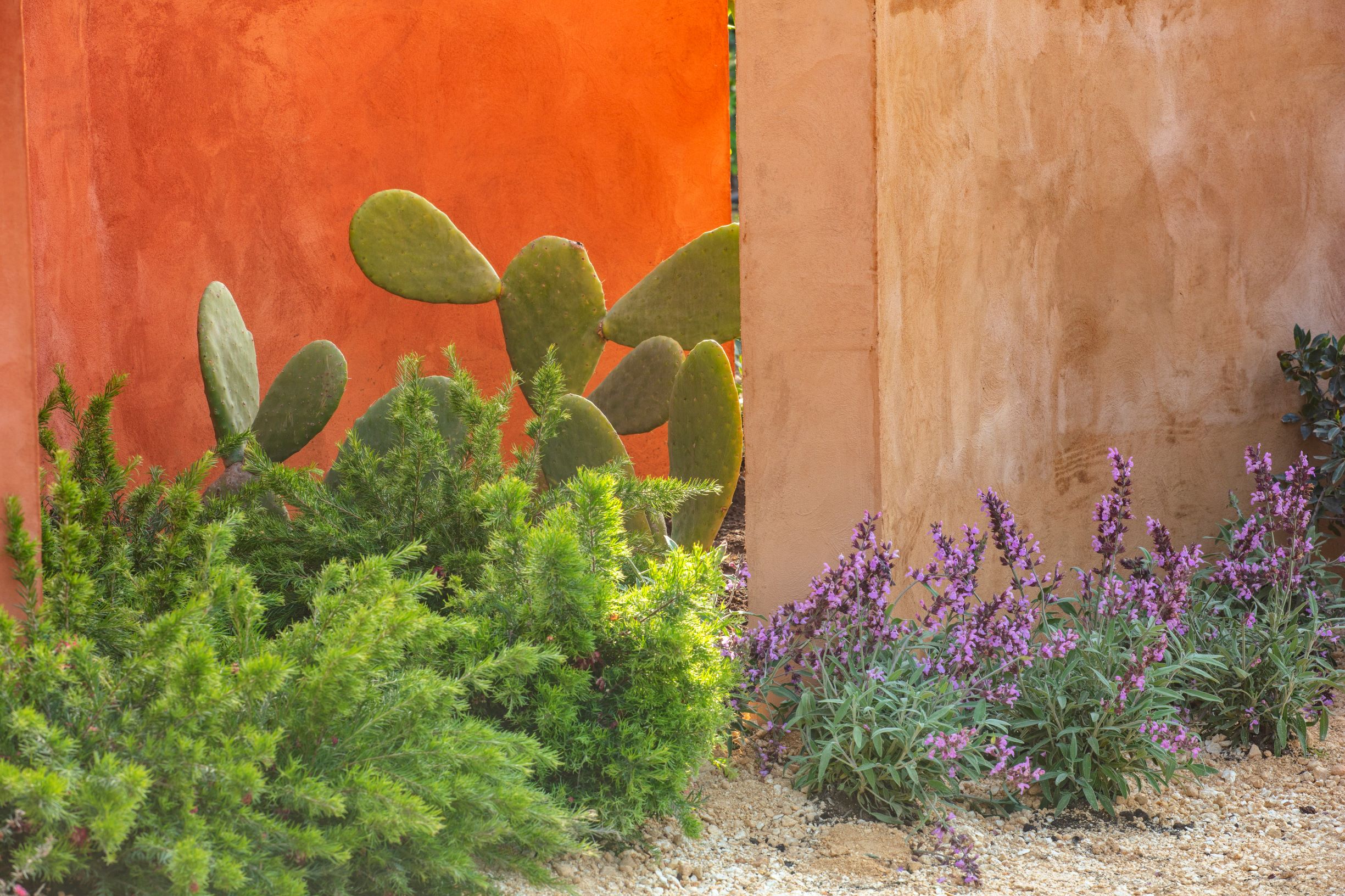 Radicepura Garden Festival 2019 cacti and plants contrasting against the striking orange wall