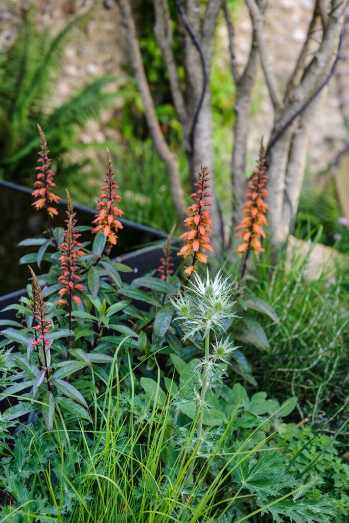 A Brighton Garden