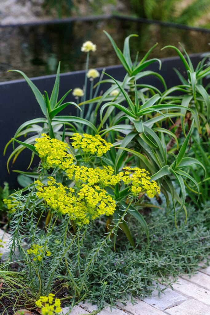 A Brighton Garden