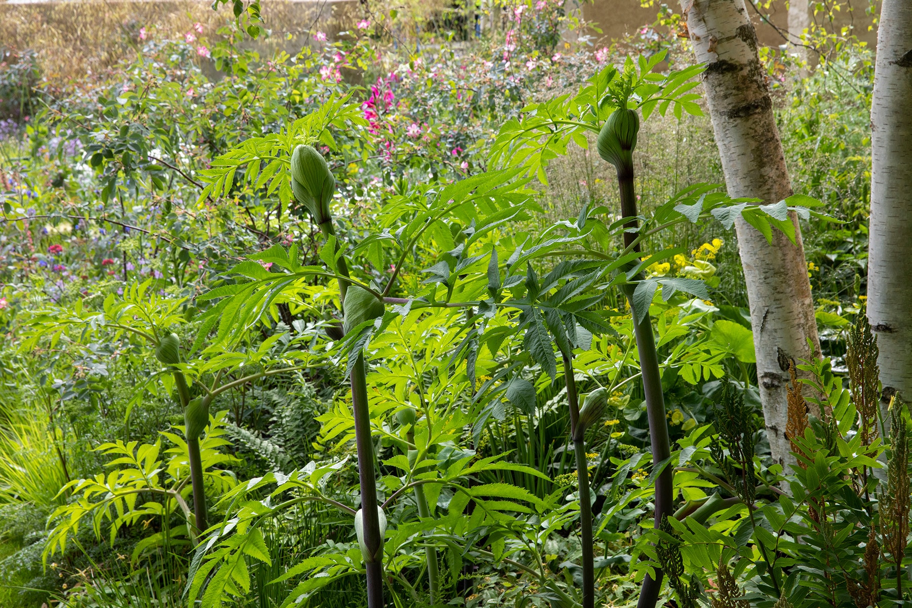 RHS Chelsea Flower Show 2022