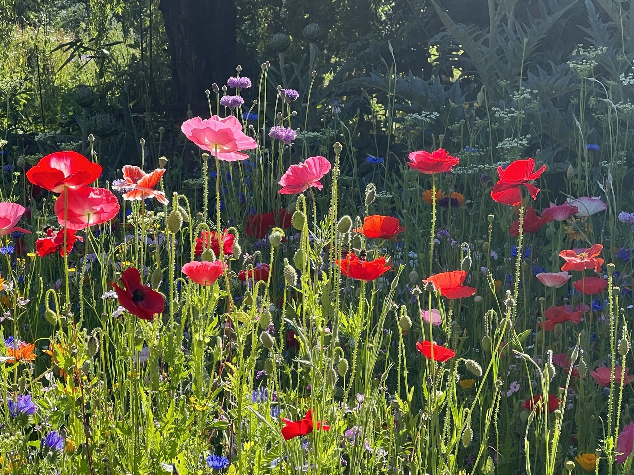 Wild flower meadow sown from annual seed mix