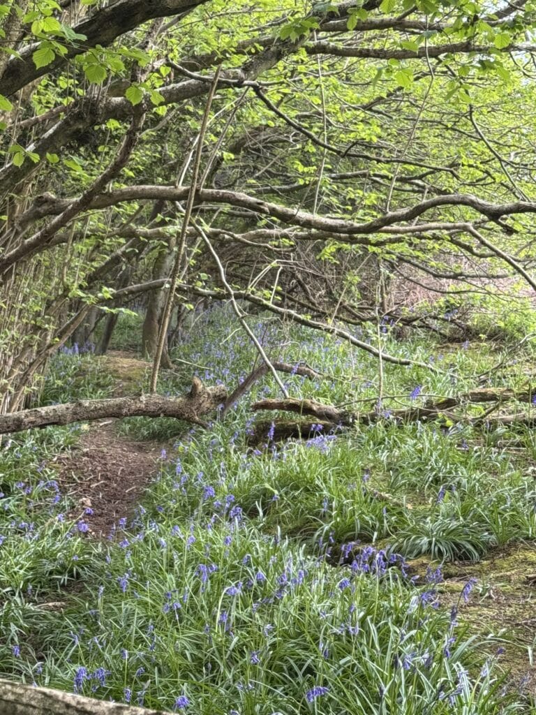 woodland pathway with bluebells in country garden