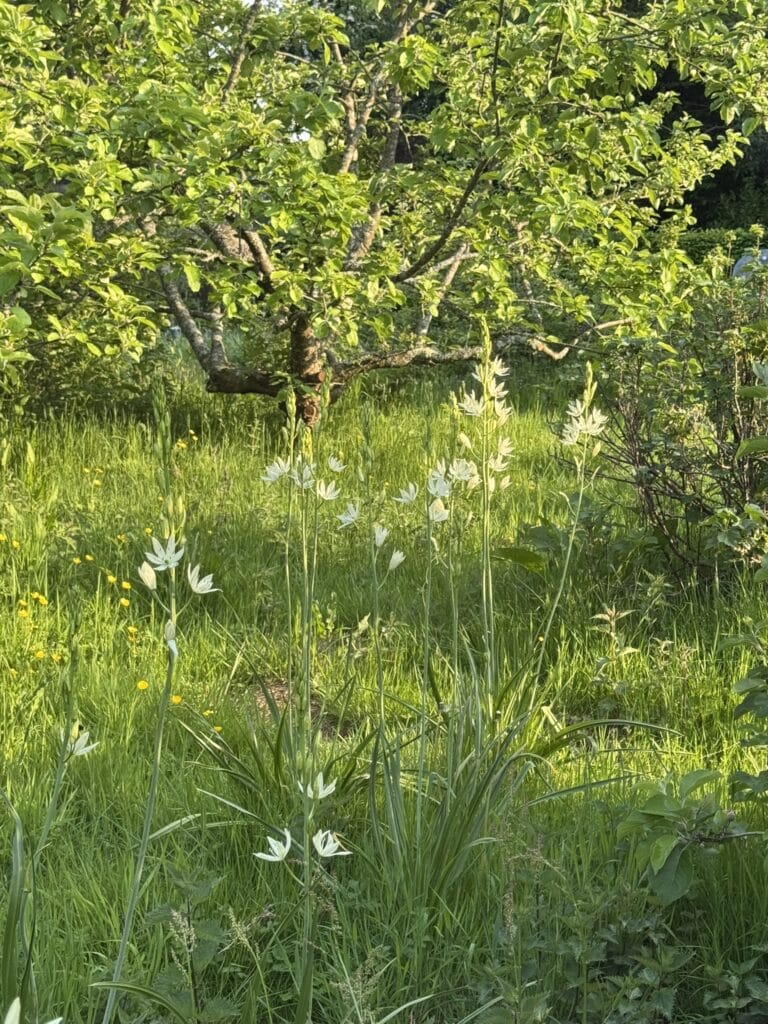 sunlit orchard with wildflower meadow in large country garden