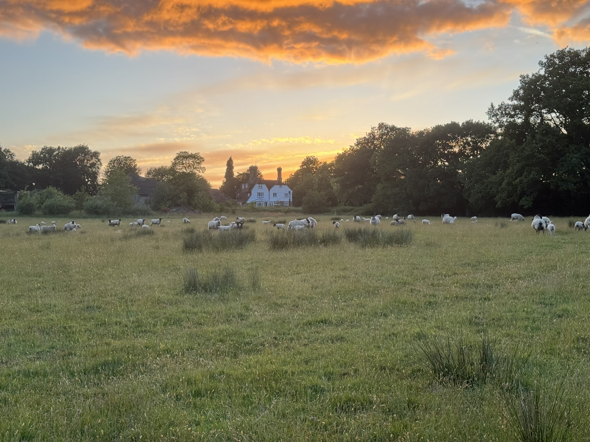 sheep grazing at sunset by sussex country farmhouse