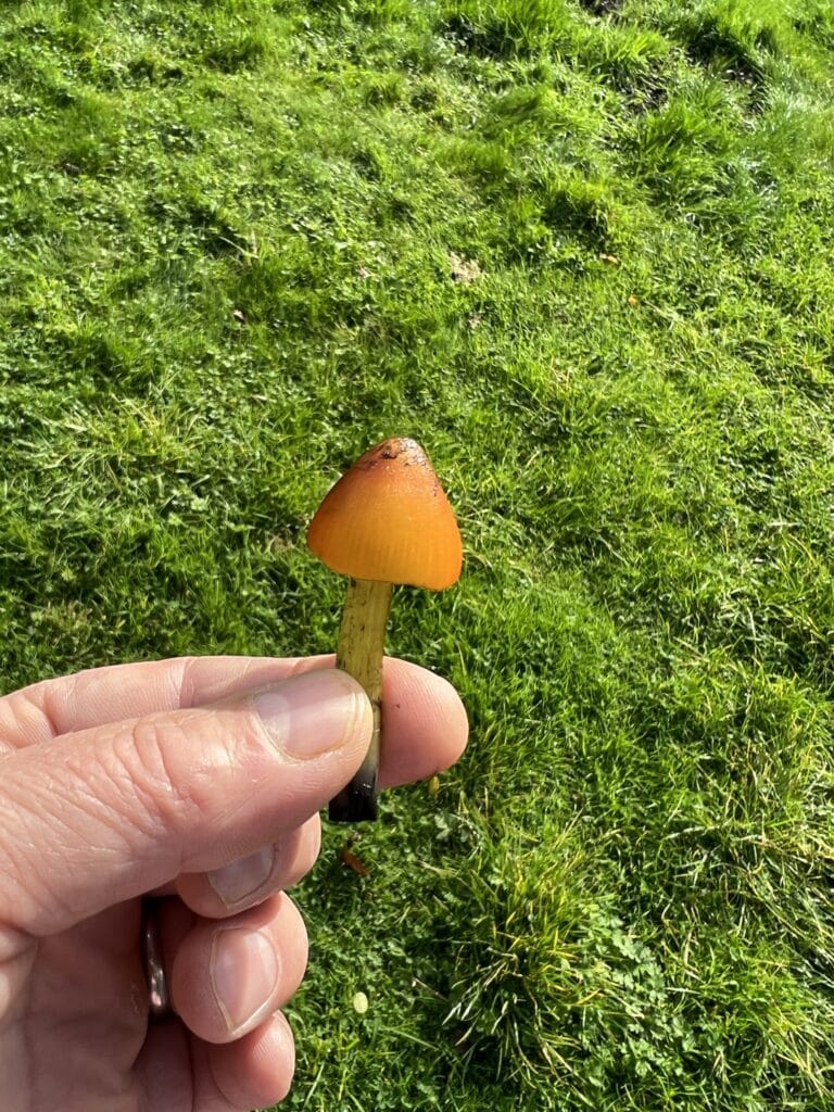 hand holding rare funfus in country garden